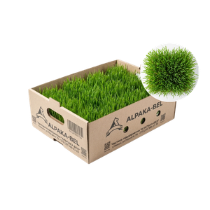 КОТУ Набор травки зеленой 12 шт для питомцев (зерно пророщенное)